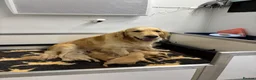 Golden Retriever dogs for sale: Superb Golden Retriever Pup, Kc registered  - Advert 2