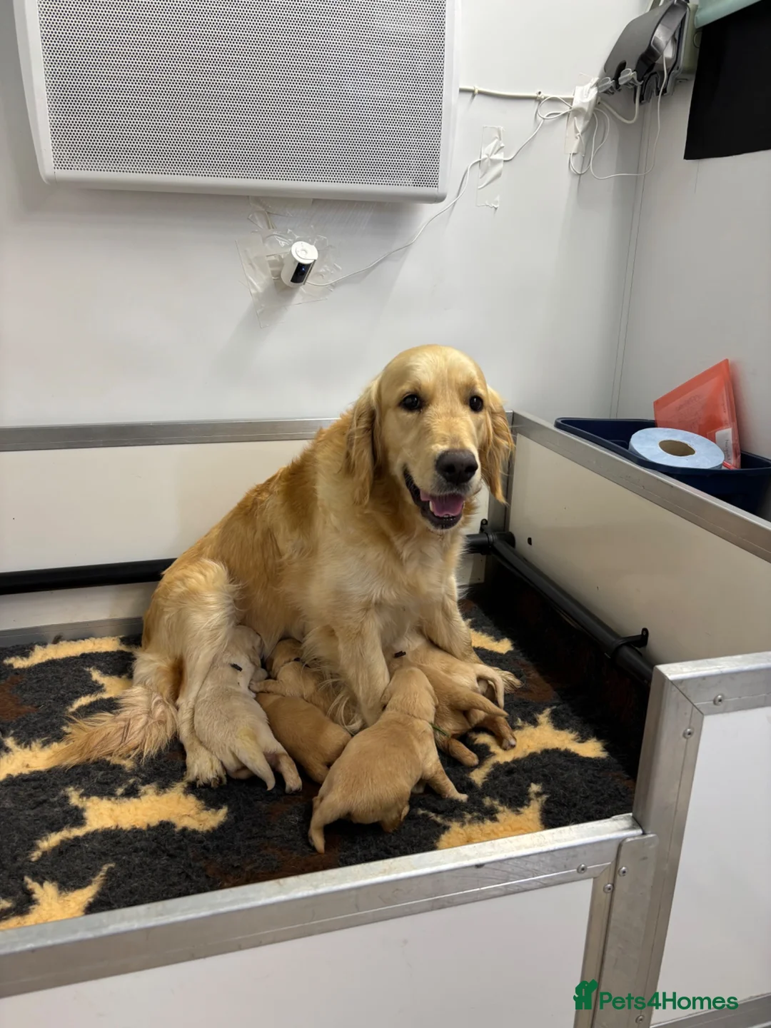 Golden Retriever dogs for sale: Superb Golden Retriever Pup, Kc registered  - Advert 2