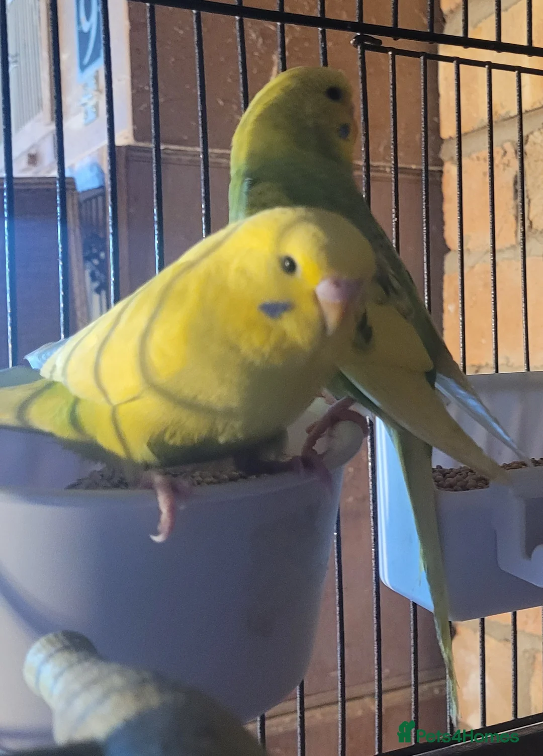 Budgerigars birds for sale: Baby Budgies (no offers) - Advert 9