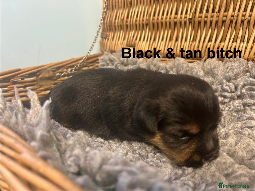 Norfolk Terrier dogs for sale: KC Norfolk terrier puppies  - Advert 12