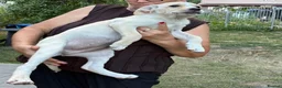 Mixed Breed dogs for adoption: AZALEA– The Little Lap Dog Who May Not Stay Little - Advert 8