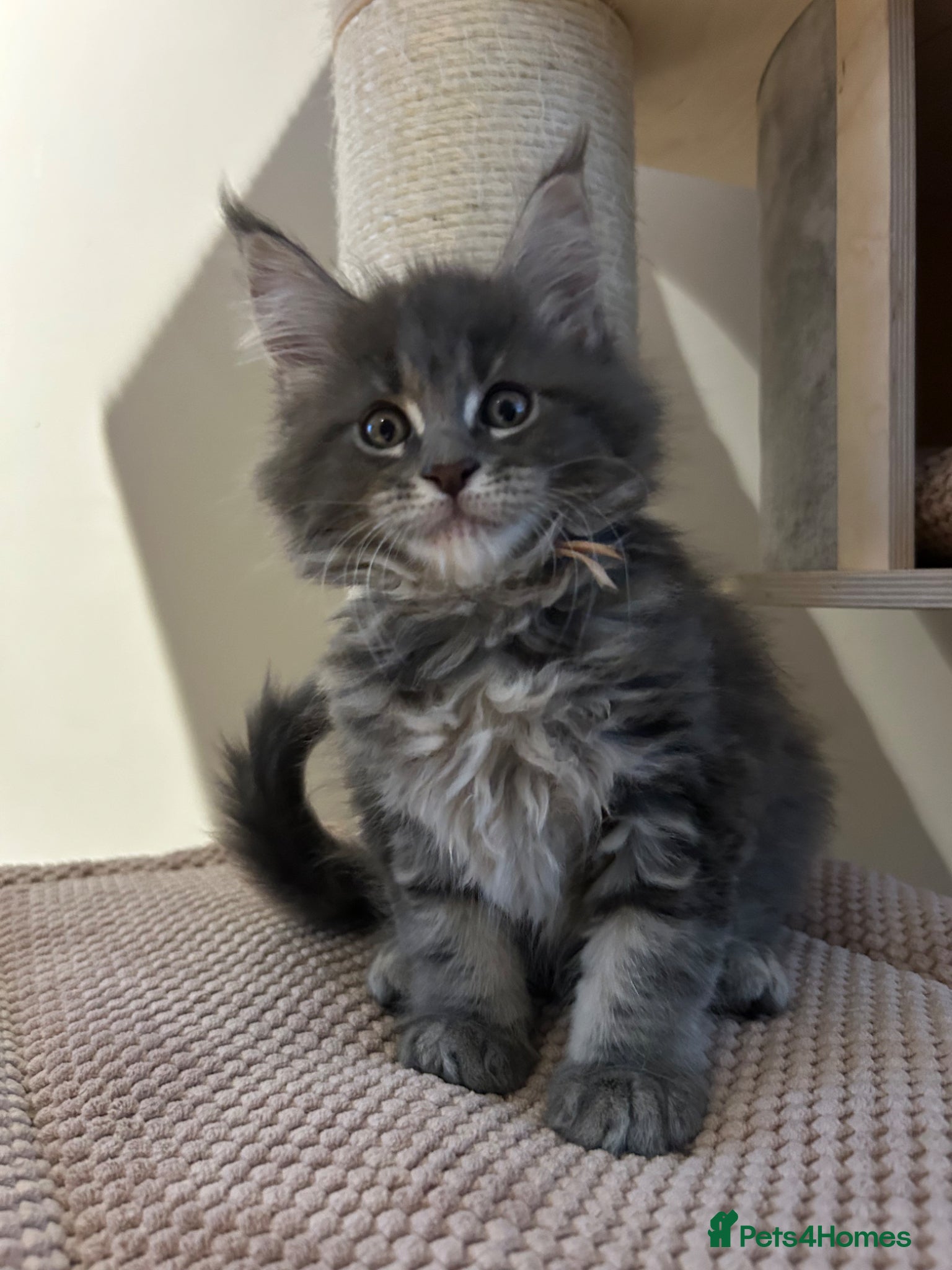 Maine Coon cats for sale: TICA Registered Maine Coon Kittens Available  - Advert 1