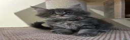 Maine Coon cats for sale: TICA Registered Maine Coon Kittens Available  in Sutton - Advert 8