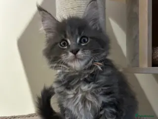 Maine Coon cats for sale: TICA Registered Maine Coon Kittens Available - Advert 1