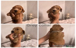 Cocker Spaniel dogs for sale: 🐶 Beautiful Show Cocker Spaniel Puppies 🐾 - Image 1