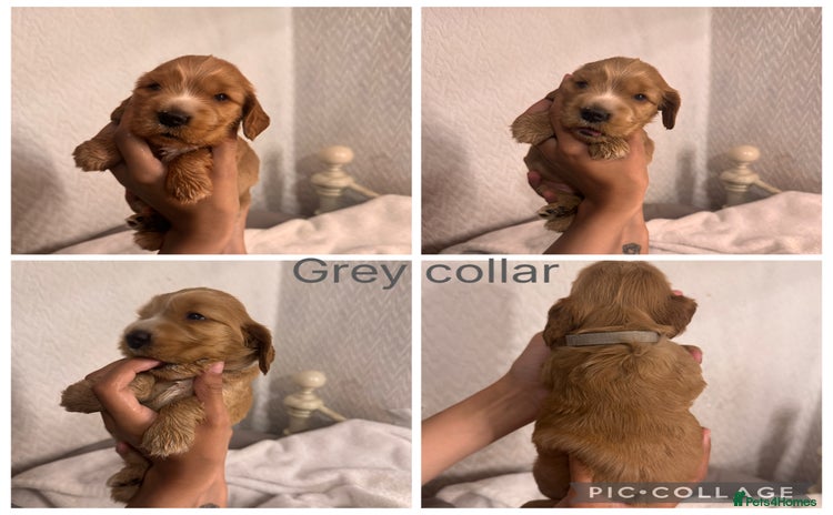 Cocker Spaniel dogs - Advert 1