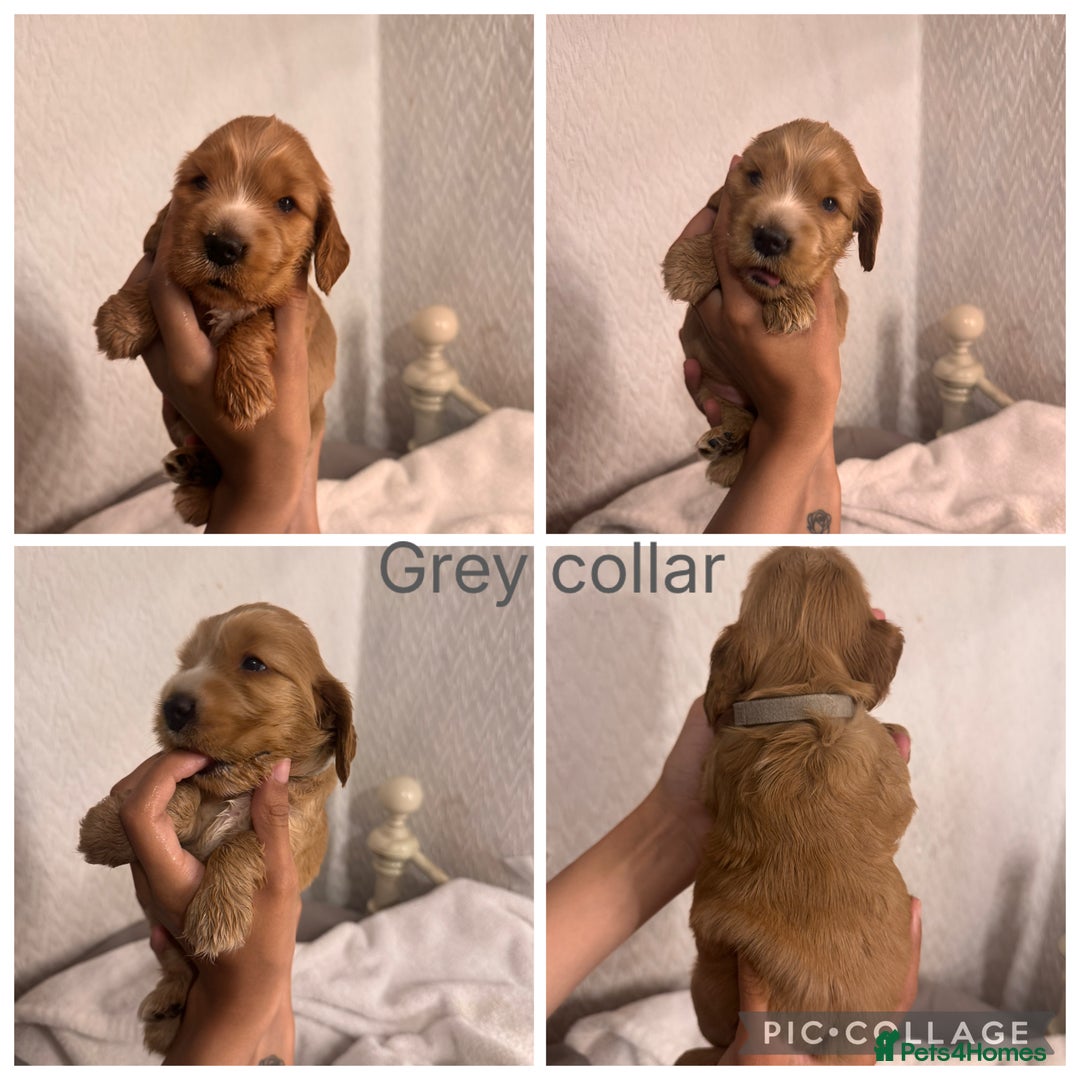 Cocker Spaniel dogs for sale: 🐶 Beautiful Show Cocker Spaniel Puppies 🐾 - Image 1