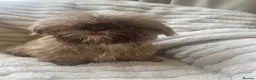 Shih Tzu dogs for sale: Beautiful shihtzu pups  - Advert 11