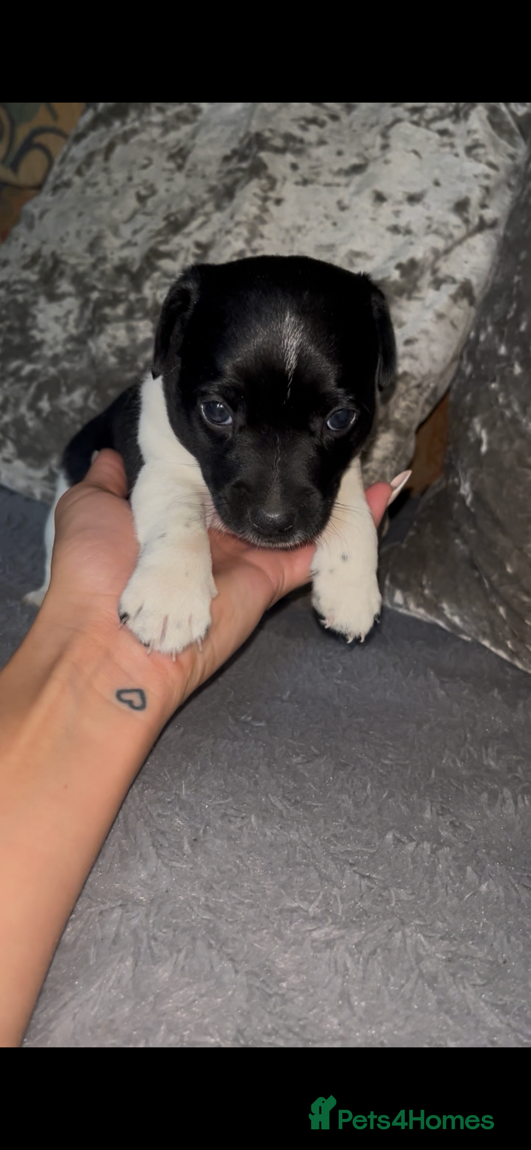 Patterjack dogs for sale: TOP QUALITY PATTERJACKS - Image 2