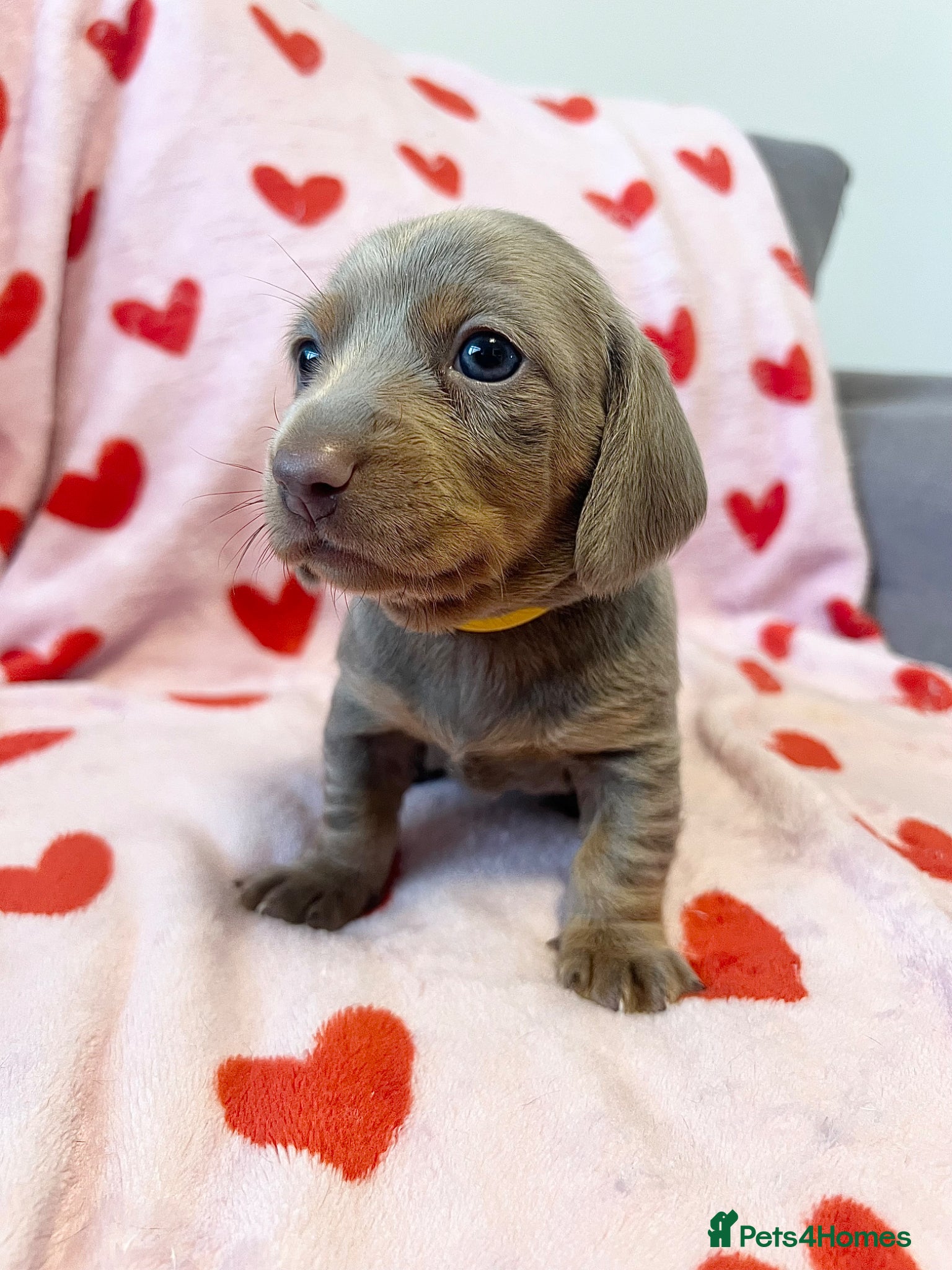 Dachshund dogs Isabella / Isabella dapple long/short hair  - Advert 2