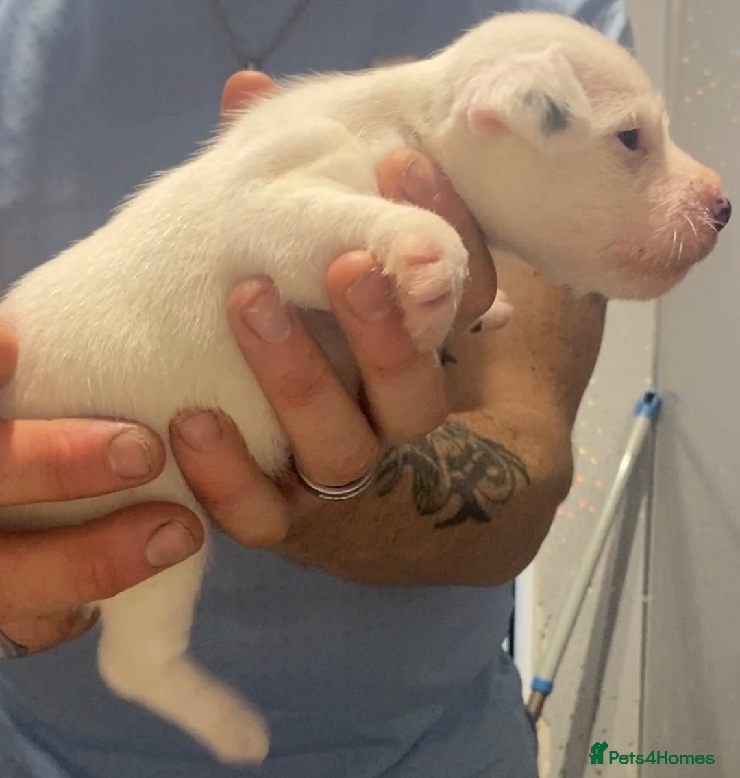 Parson Russell dogs for sale: KC Reg Champion lineage Puppys - Image 29