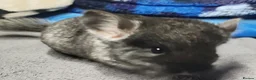 Chinchilla rodents for sale: Baby female chinchillas - Advert 2