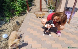Mixed Breed dogs for adoption: Meet LUNA, a Lovely Puppy Girl - for a Loving Home - Image 15