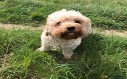 Cavapoochon dogs for sale: Cavapoochon puppies - Image 2