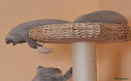 British Shorthair cats for sale: British Blue Short-hair 4 kittens for sale  - Image 26