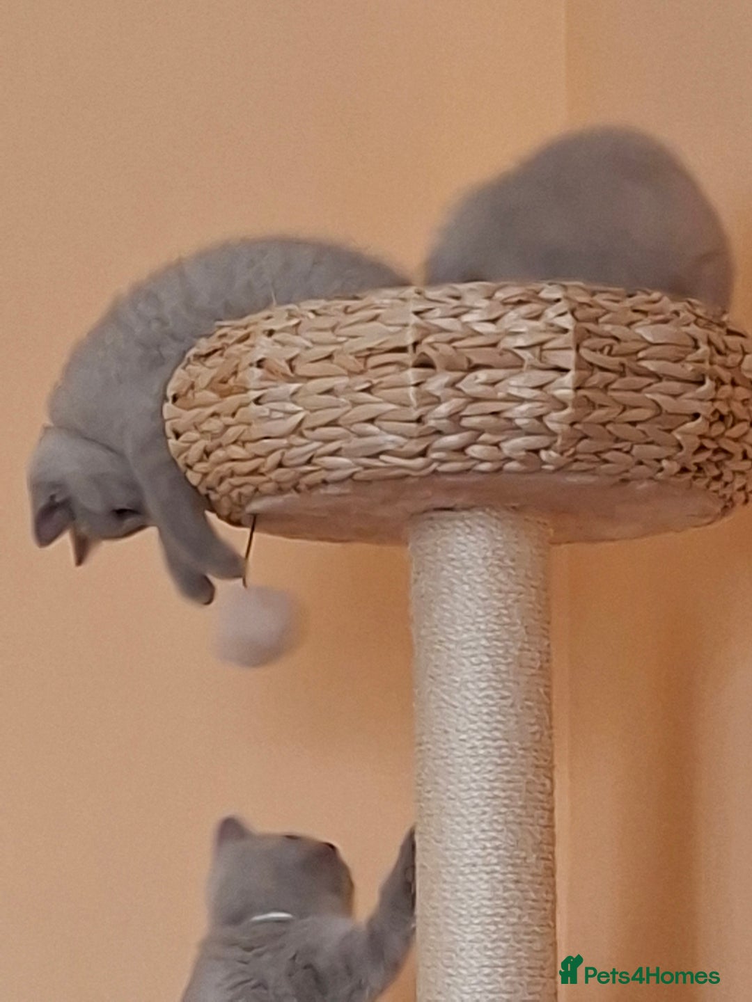 British Shorthair cats for sale: British Blue Short-hair 4 kittens for sale  - Image 26