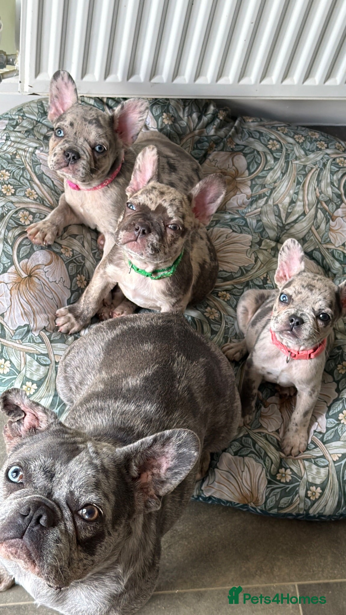 French Bulldog dogs Reduced to £1250. 2 girls left - Advert 1
