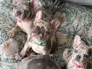 French Bulldog dogs Reduced to £1250. 2 girls left - Advert 1