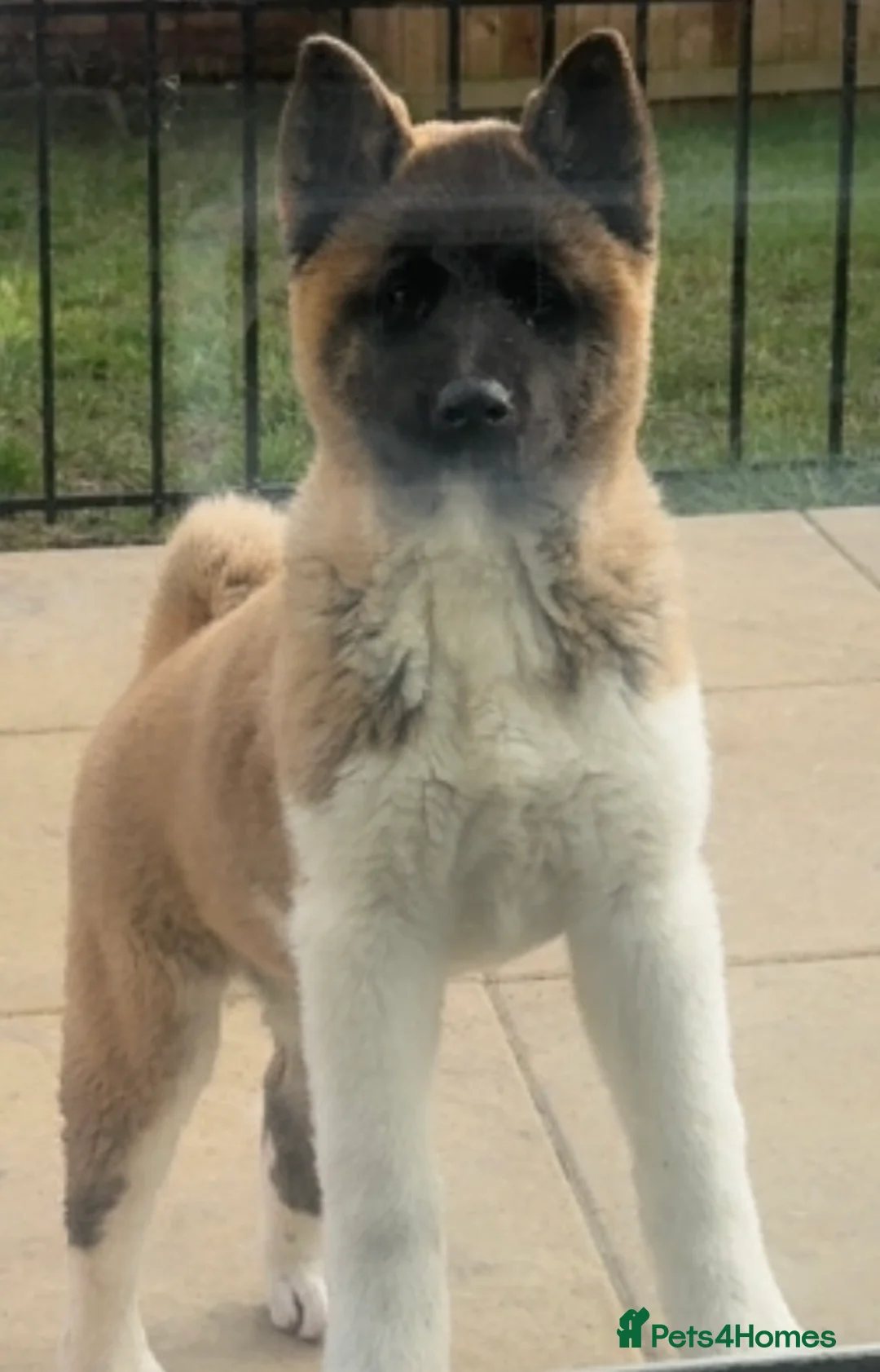 Akita dogs for sale: FEMALE AKITA PUPPY  - Advert 2