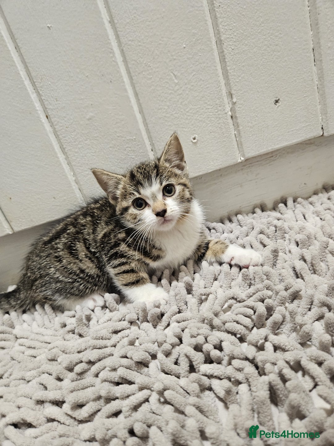 Mixed Breed cats for sale: Ragdoll x kittens - Advert 2