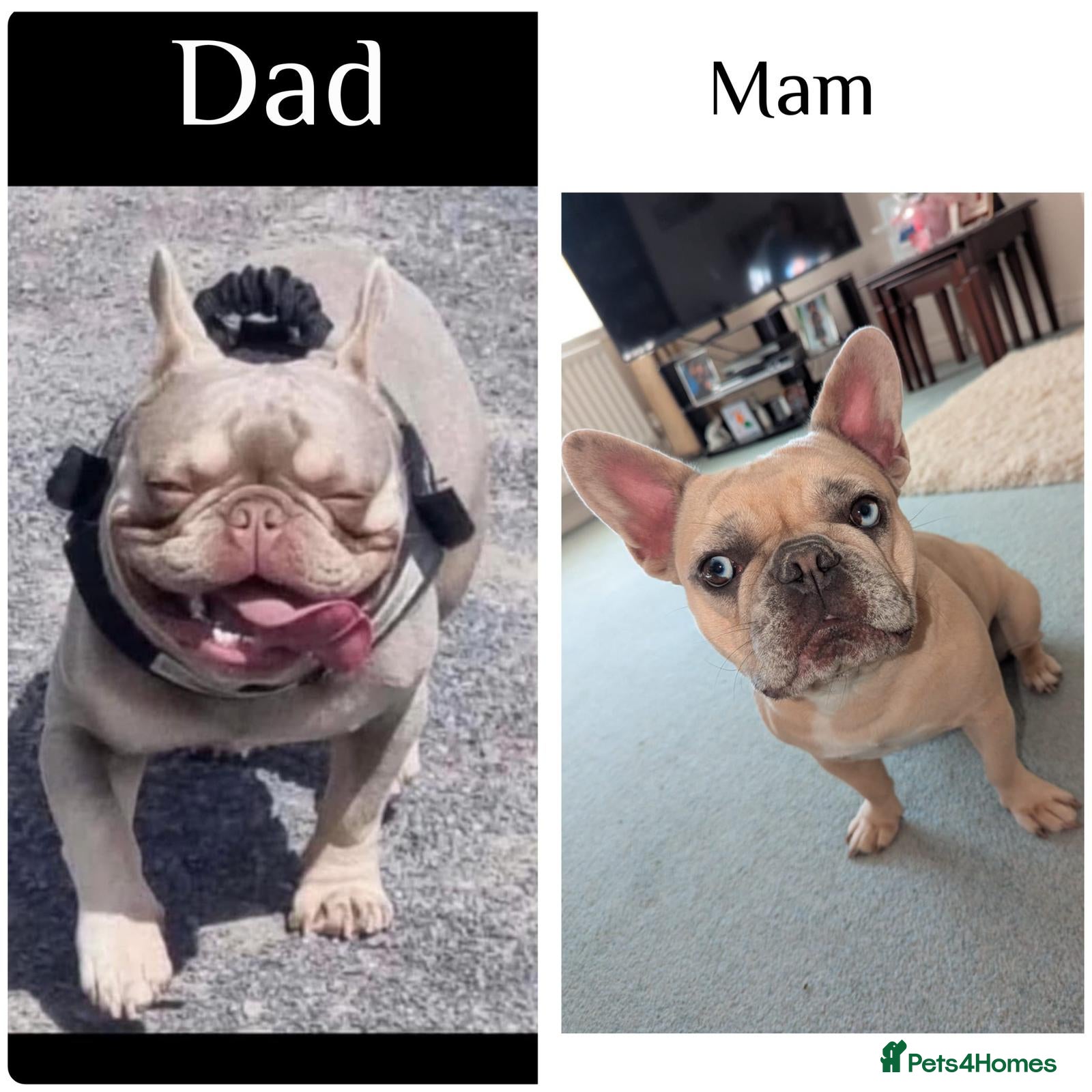 French Bulldog dogs Steven Clayton - Advert 1