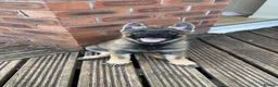 German Shepherd dogs for sale: 3 females German shepherd kc registered  - Advert 5