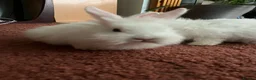Mixed Breed rabbits for sale: Cute bunnies - Advert 2