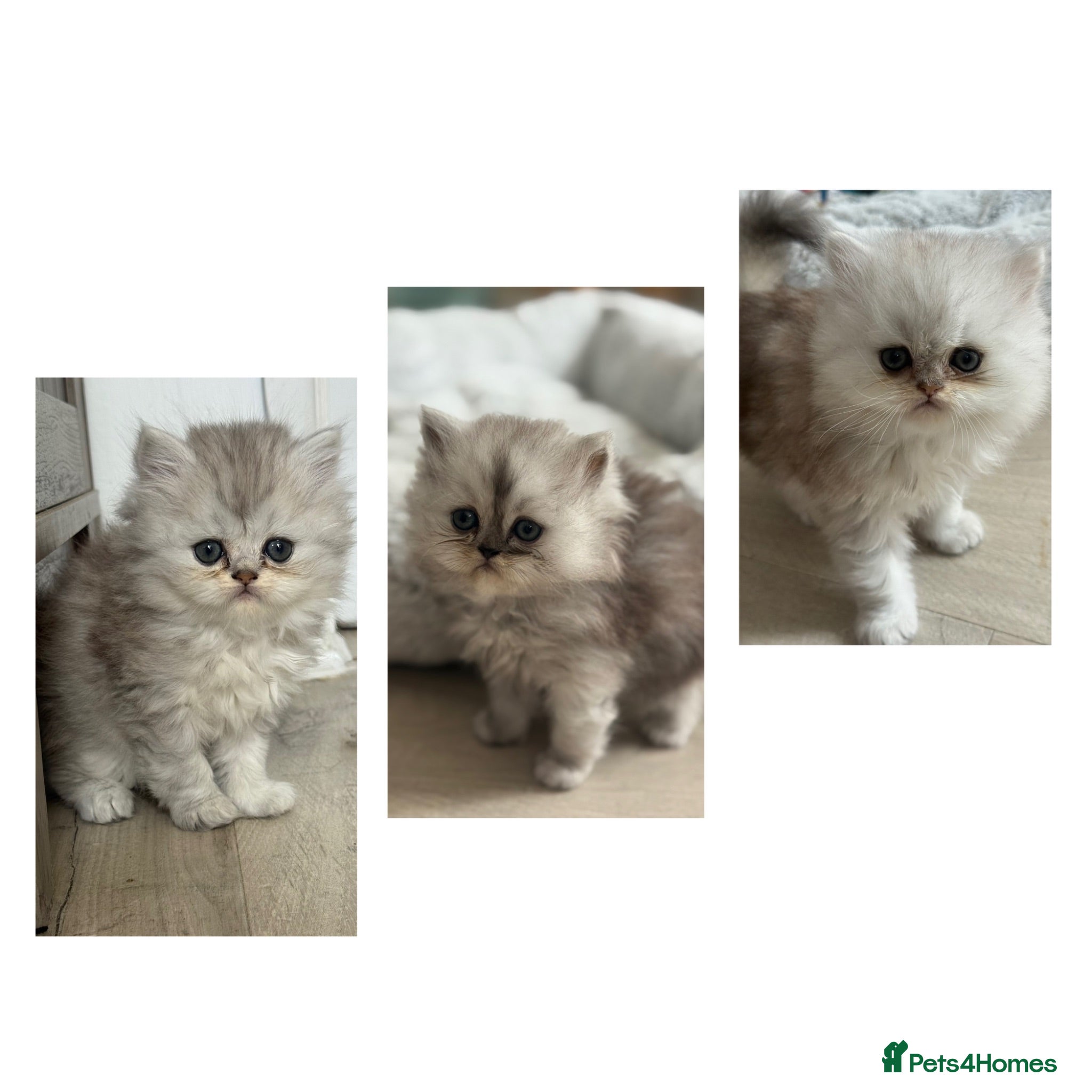 Persian cats Chinchilla Persian Kittens - Advert 1