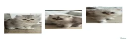Persian cats for sale: Chinchilla Persian Kittens in Swindon - Advert 1