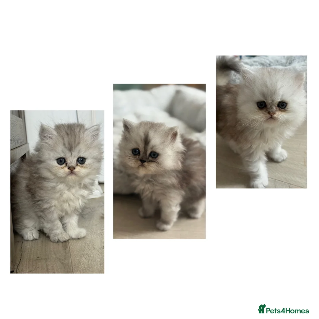 Persian cats for sale: Chinchilla Persian Kittens in Swindon - Advert 1