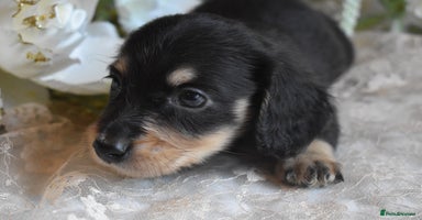 Miniature Dachshund dogs - Advert 4
