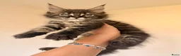 Maine Coon cats for sale: GCCF HealthTested Russian Championline Mainecoons  - Advert 11