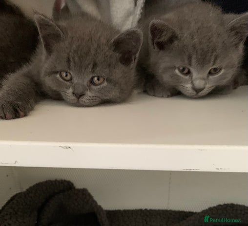 British Shorthair cats - Advert 16