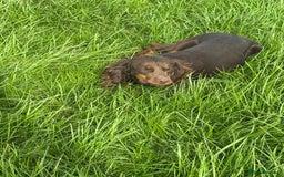 Cocker Spaniel dogs for sale: Chocolate and tan  - Image 5