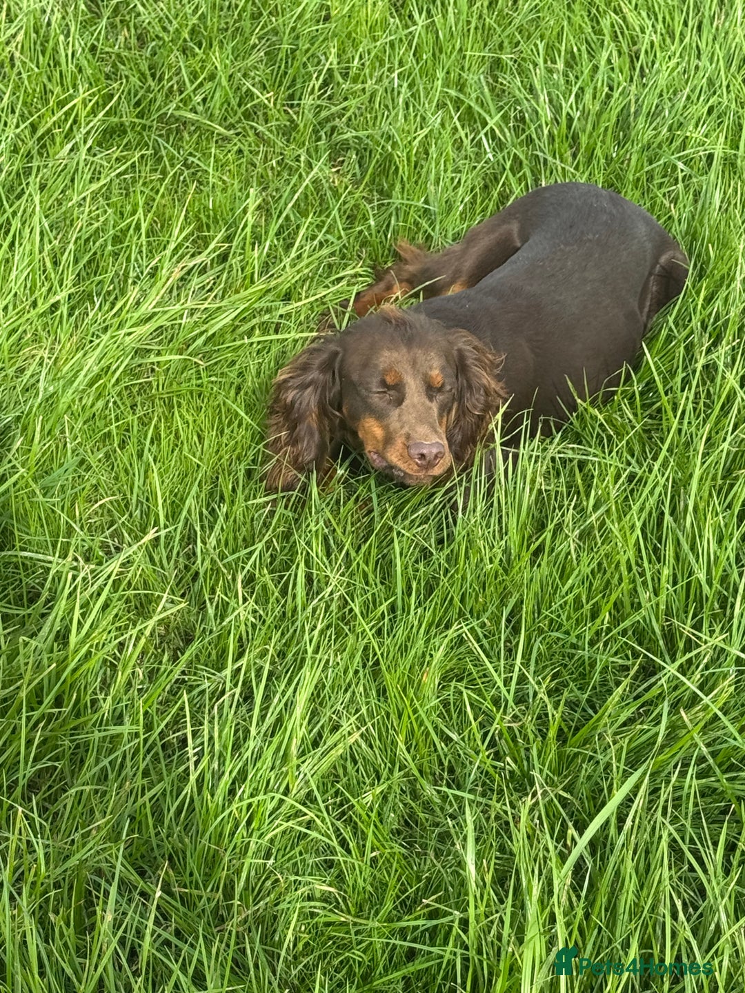 Cocker Spaniel dogs for sale: Chocolate and tan  - Image 5