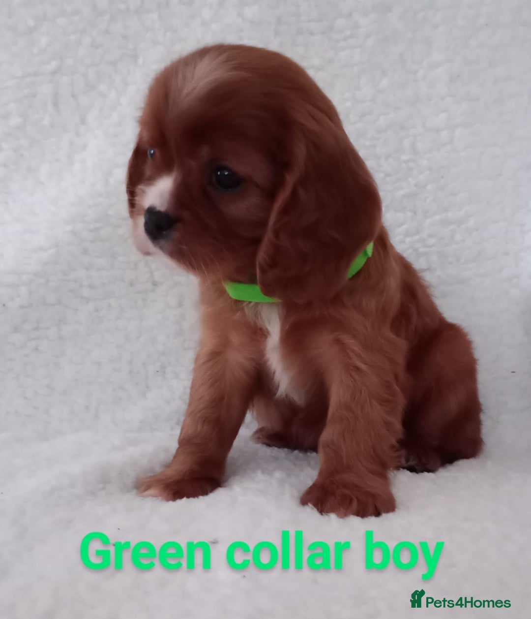 Cavalier King Charles Spaniel dogs for stud: Merlesque 5⭐️ cavalier stud DNA/Heart/Eye tests in Birmingham - Advert 13