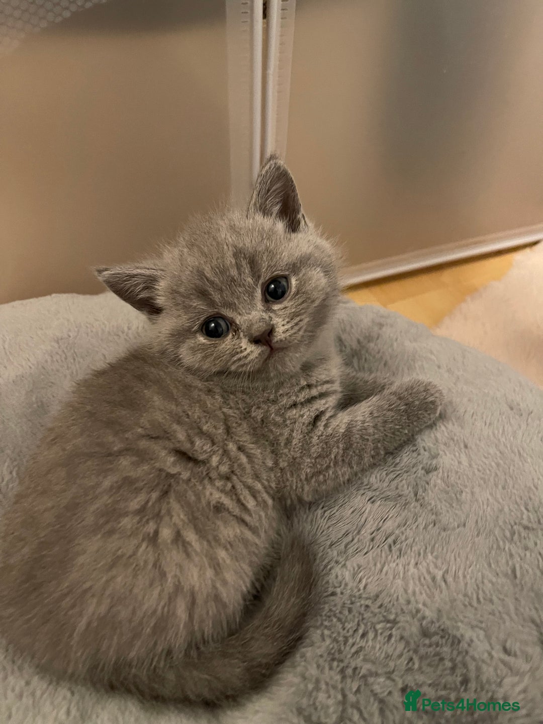 British Shorthair cats for sale: British shorthair blue kitten - Image 9
