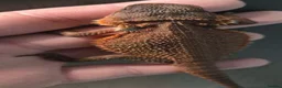 Bearded Dragon reptiles for sale: Red Monster blue bars and Hypos and Trans - Advert 6