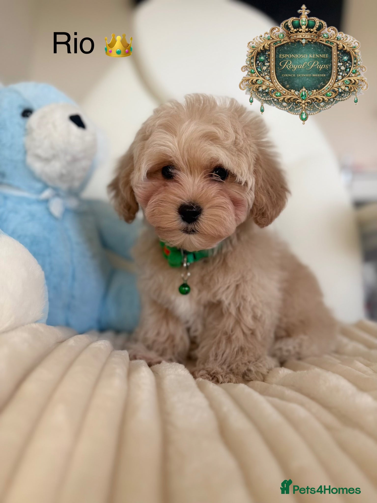 Maltipoo dogs  👑 Last 2 Asian Maltipoo Boys Ready Now 👑 - Advert 7