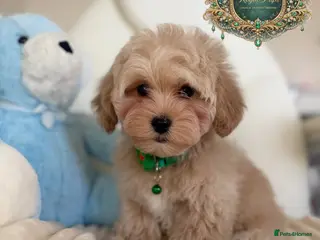 Maltipoo dogs 👑 Last 2 Asian Maltipoo Boys Ready Now 👑 - Advert 7