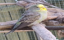 Budgerigars birds for sale: Young budgies, easily tamed - Image 13
