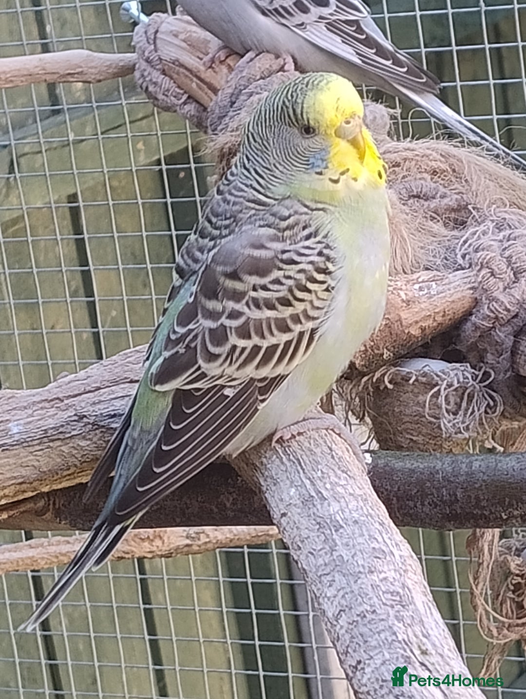 Budgerigars birds for sale: Young budgies, easily tamed - Image 13