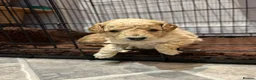 Cockapoo dogs for sale: Cockapoo Puppies Looking for Loving Homes - Advert 20