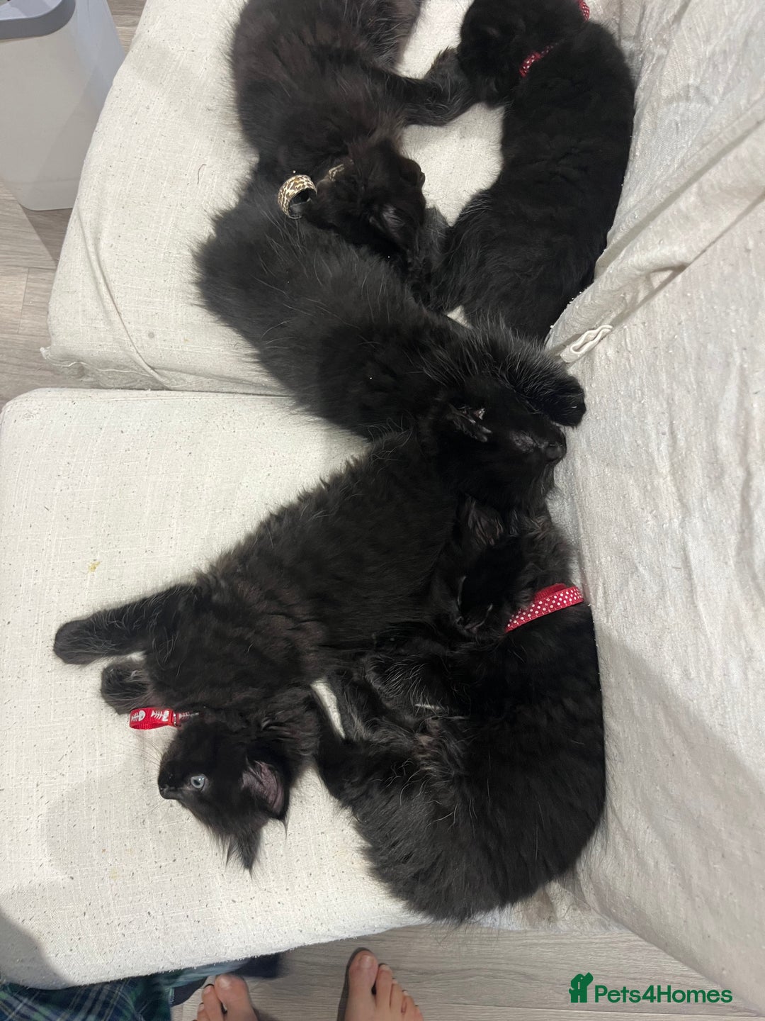 Mixed Breed cats for sale: ✨ The Midnight Magic – Ready to Steal Your Heart  - Image 7