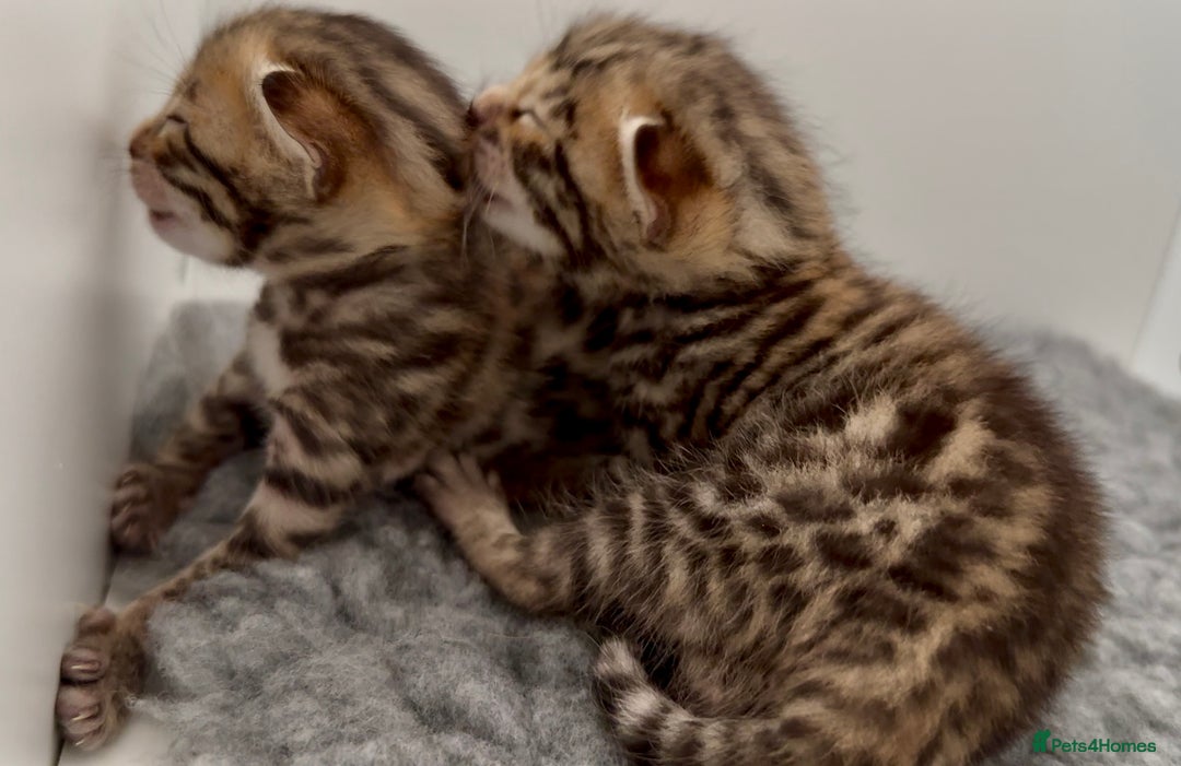 Bengal cats for sale: Exceptional show quality Brown TICA registered 🥰 - Image 7