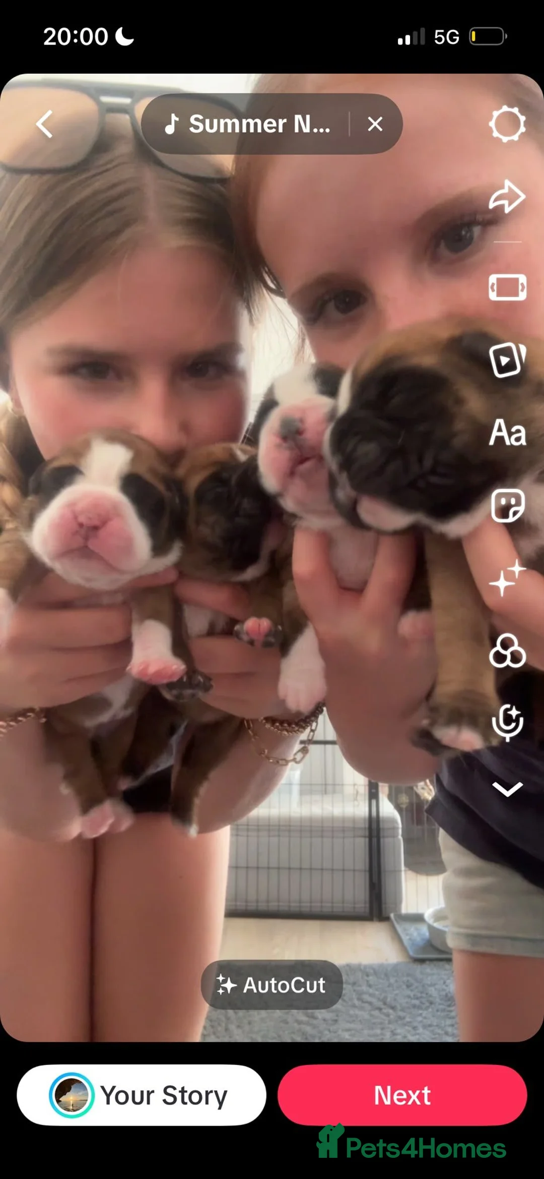 Boxer dogs for sale: Boxer puppies KC registered - family home!  - Advert 16