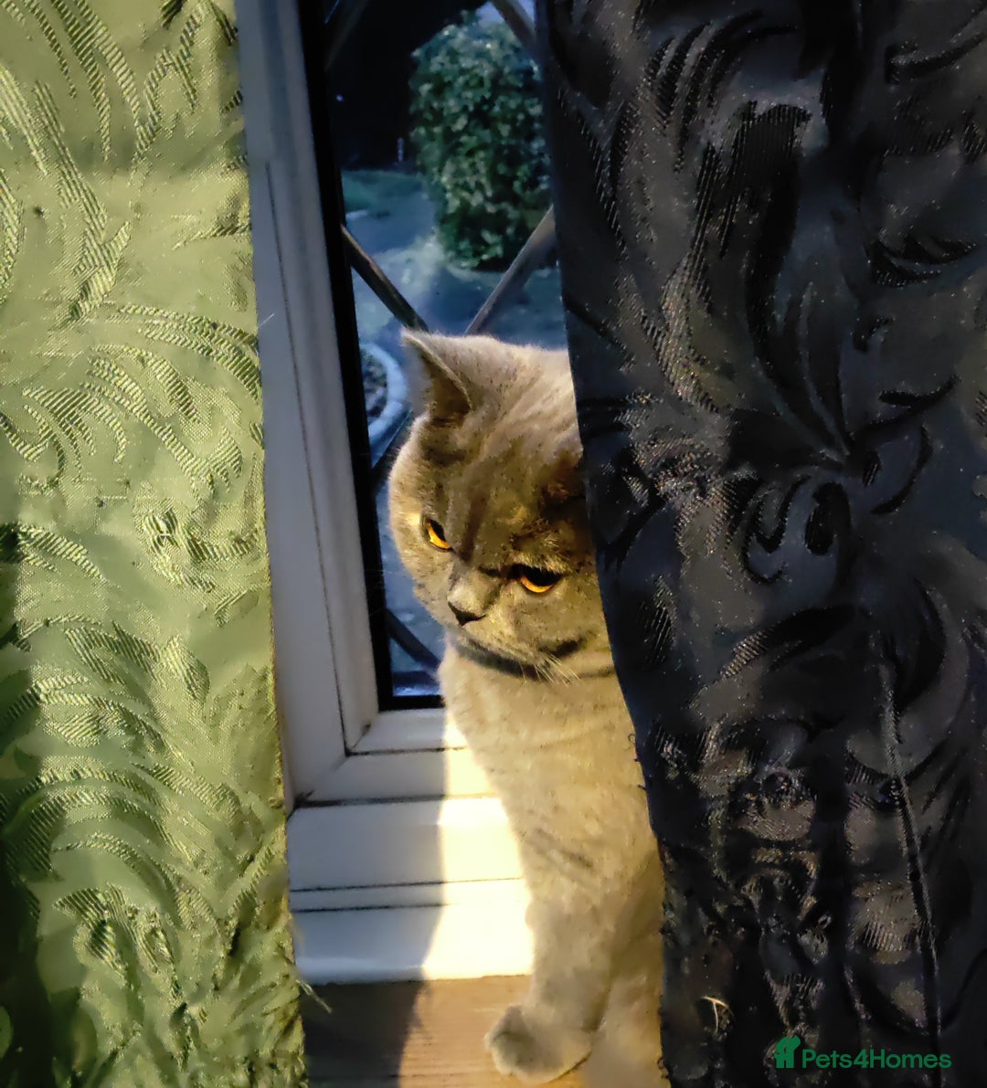 British Shorthair cats for sale: Show quality blue tortie girl. GCCF champ.lines - Advert 5