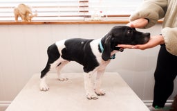Pointer dogs for sale: English pointer puppies  - Image 20