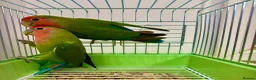 Lovebirds birds for sale: Peach Face Breeding Pair of Love Birds Peach Faced - Advert 3