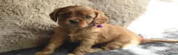 Cavalier King Charles Spaniel dogs for sale: Health Tested Parents-beautiful puppies - Advert 23